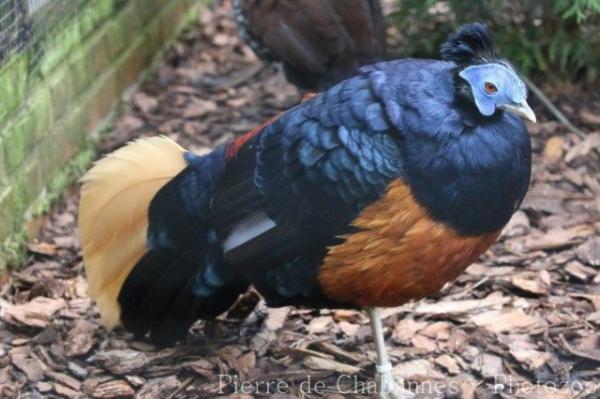 Bornean crested fireback