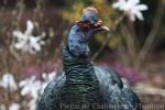 Ocellated turkey