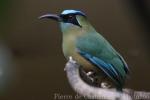 Blue-diademed motmot