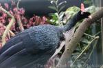 Horned guan