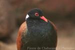 Pheasant pigeon