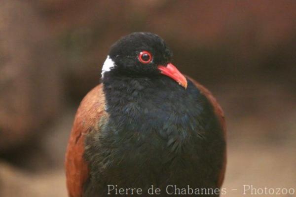 Pheasant pigeon
