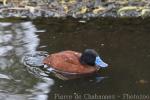 Lake duck