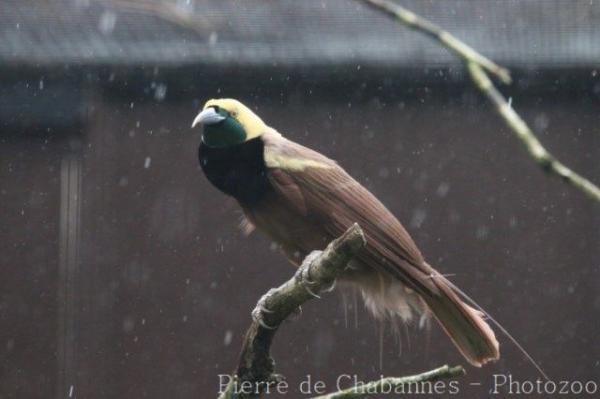 Raggiana bird-of-paradise