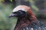 White-crested guan