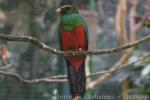 Golden-headed quetzal