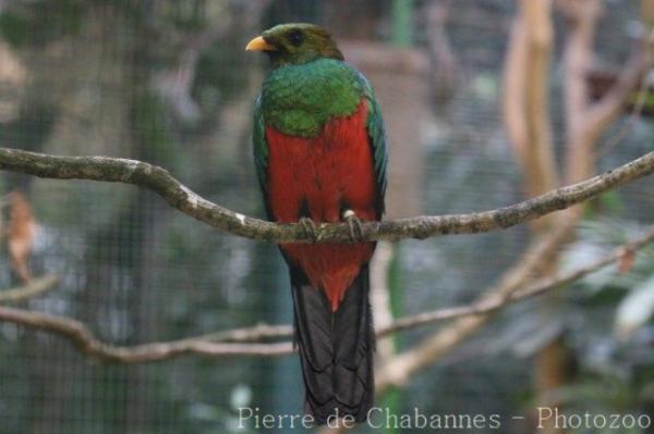 Golden-headed quetzal