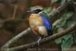 Blue-winged pitta