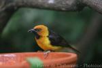 Black-necked weaver