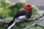 Brown-breasted barbet