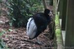 Pale-winged trumpeter