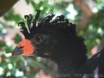 Wattled curassow *