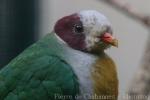 Yellow-breasted Fruit-dove