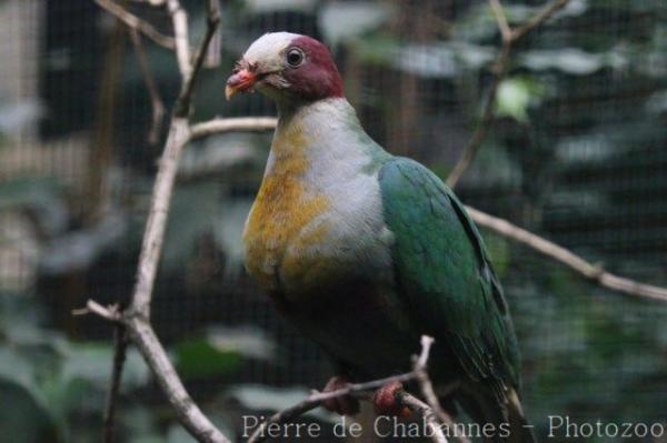 Yellow-breasted Fruit-dove