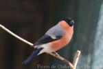 Eurasian bullfinch