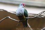 Beautiful fruit-dove