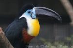 Channel-billed toucan