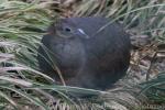 Solitary tinamou