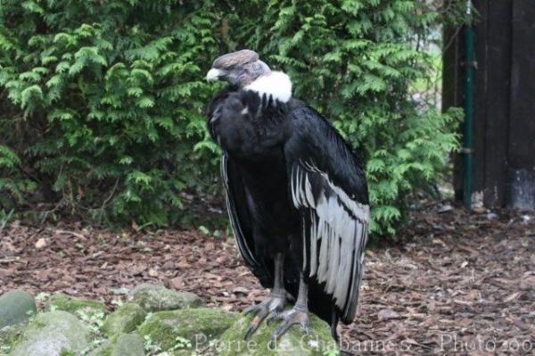 Andean condor