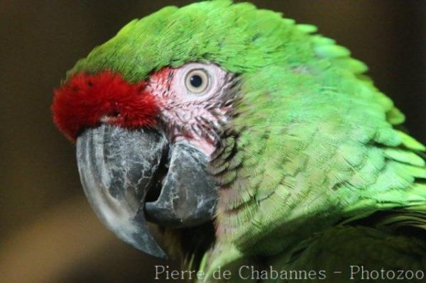 Military macaw