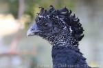 Great curassow