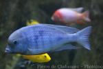 Blue dolphin cichlid