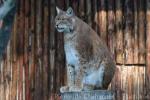 Eurasian lynx