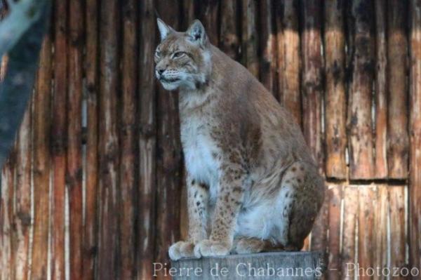 Eurasian lynx