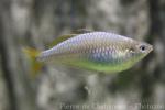 Parkinson's rainbowfish