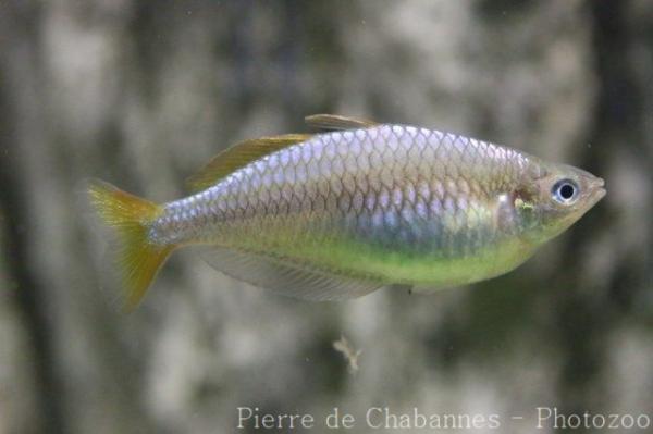 Parkinson's rainbowfish