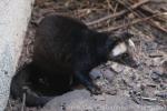 Masked palm civet