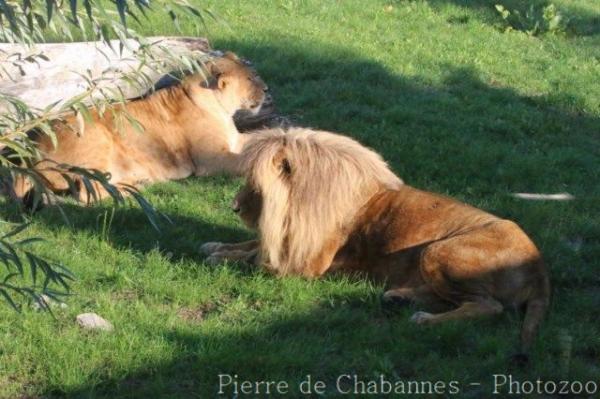 East-African (Katanga) lion