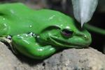 Chinese flying frog