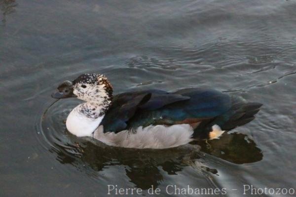 Comb duck