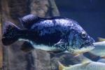 Tucunare cichlid