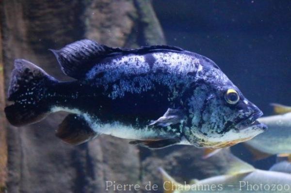 Tucunare cichlid