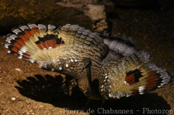 Amazonian sunbittern