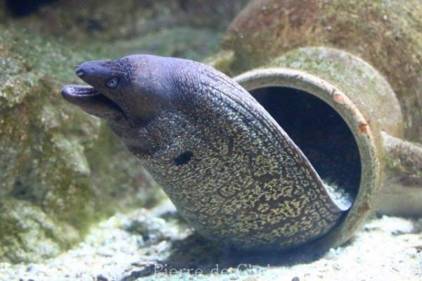 Mediterranean moray