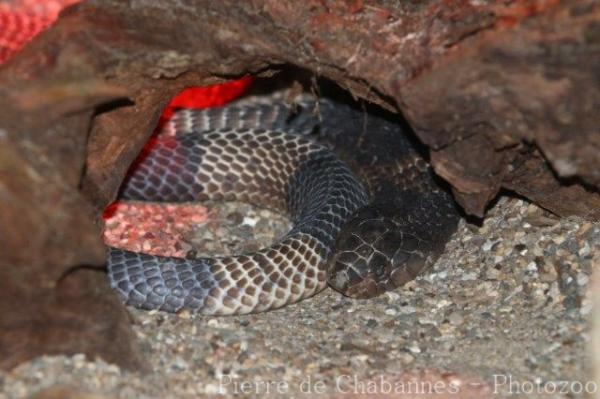 Banded cobra