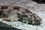 Spotted wobbegong