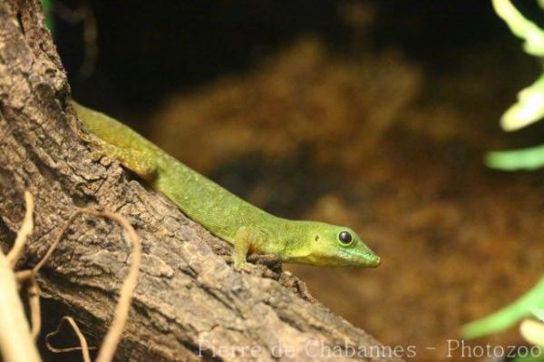 La Digue day gecko