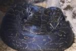 African rock python