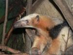 Southern tamandua *