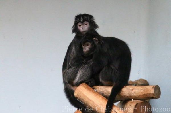 Eastern javan langur