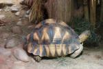 Ploughshare tortoise