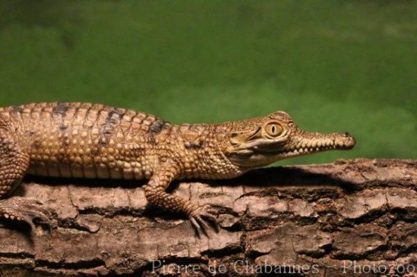 Australian freshwater crocodile