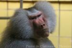 Hamadryas baboon