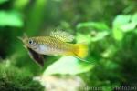 Delicate swordtail