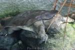 Florida softshell turtle