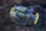 Ornate cowfish *